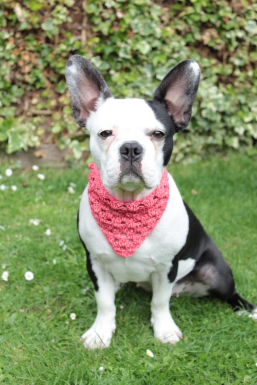 crochet dog bandana granny stitch