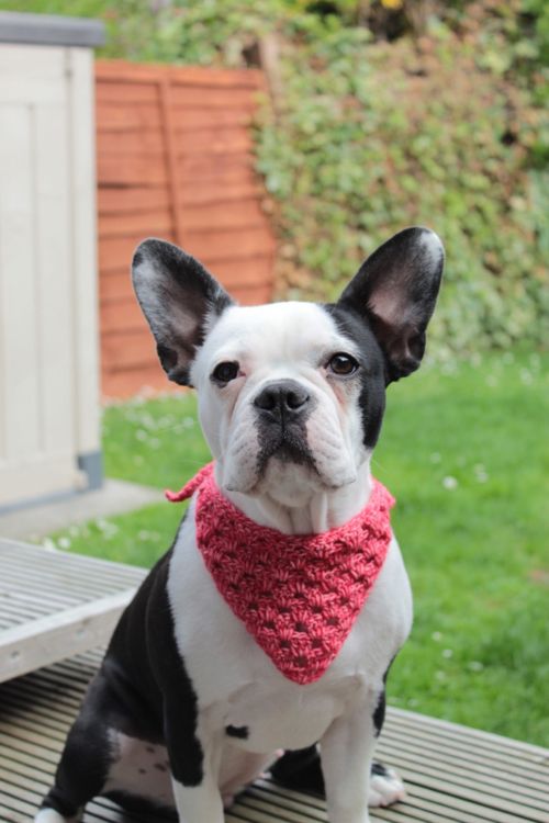 free crochet dog bandana pattern & video